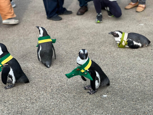 松江フォーゲルパークのペンギン